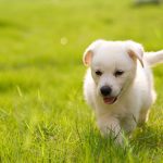 הזמן הנכון – רכישת דשא סינטטי